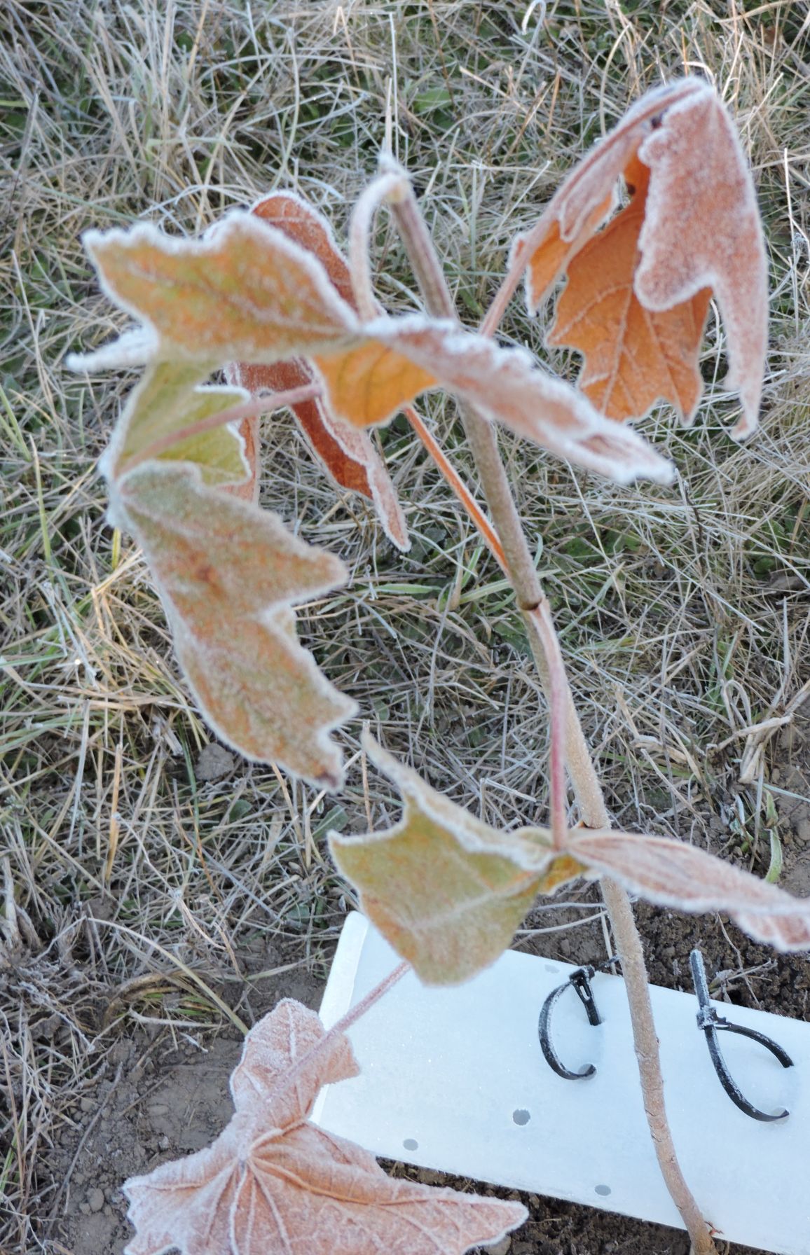 23 Bigleaf maple sapling rimed in ice.jpg
